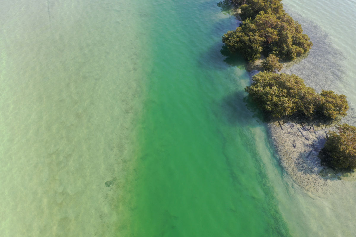 Khor Faridah Mangroves
