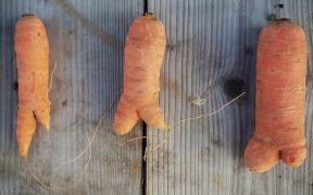 carrot