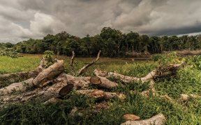 WWF's Covid-19 Report