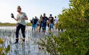 Mangrove Planting