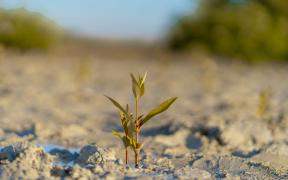 Mangrove Planting