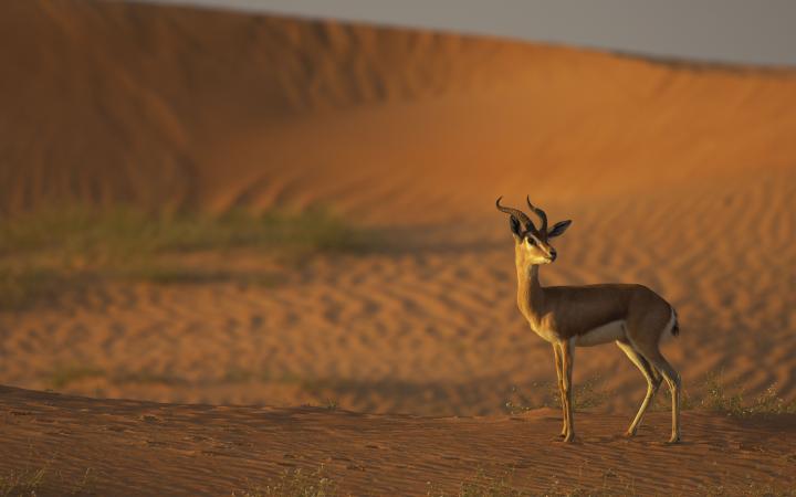 Deer Wildlife EWS WWF