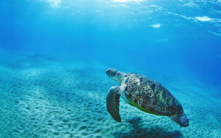 An Ocean of Benefit - turtle swimming