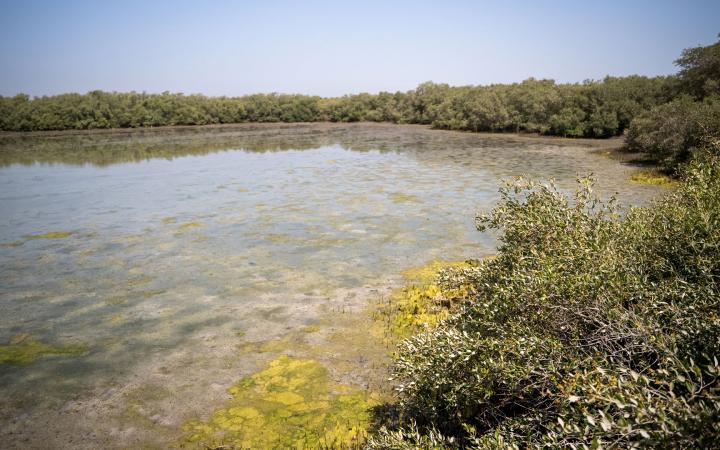Blue carbon accounting in Khor Beidah lagoon