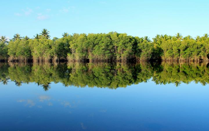 mangrove