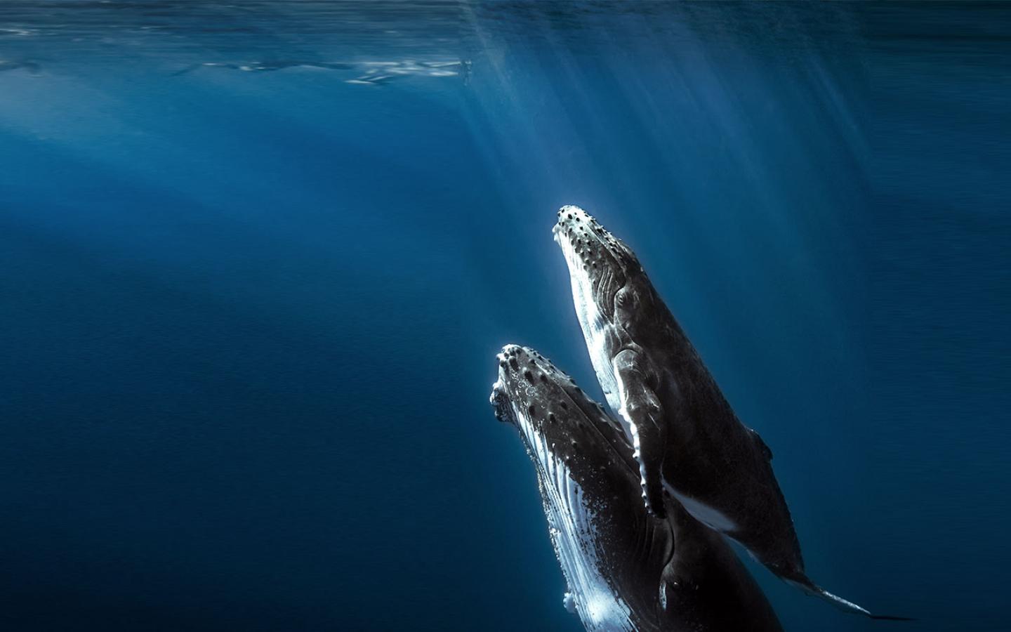 Nature is our only home - Two whales swimming together