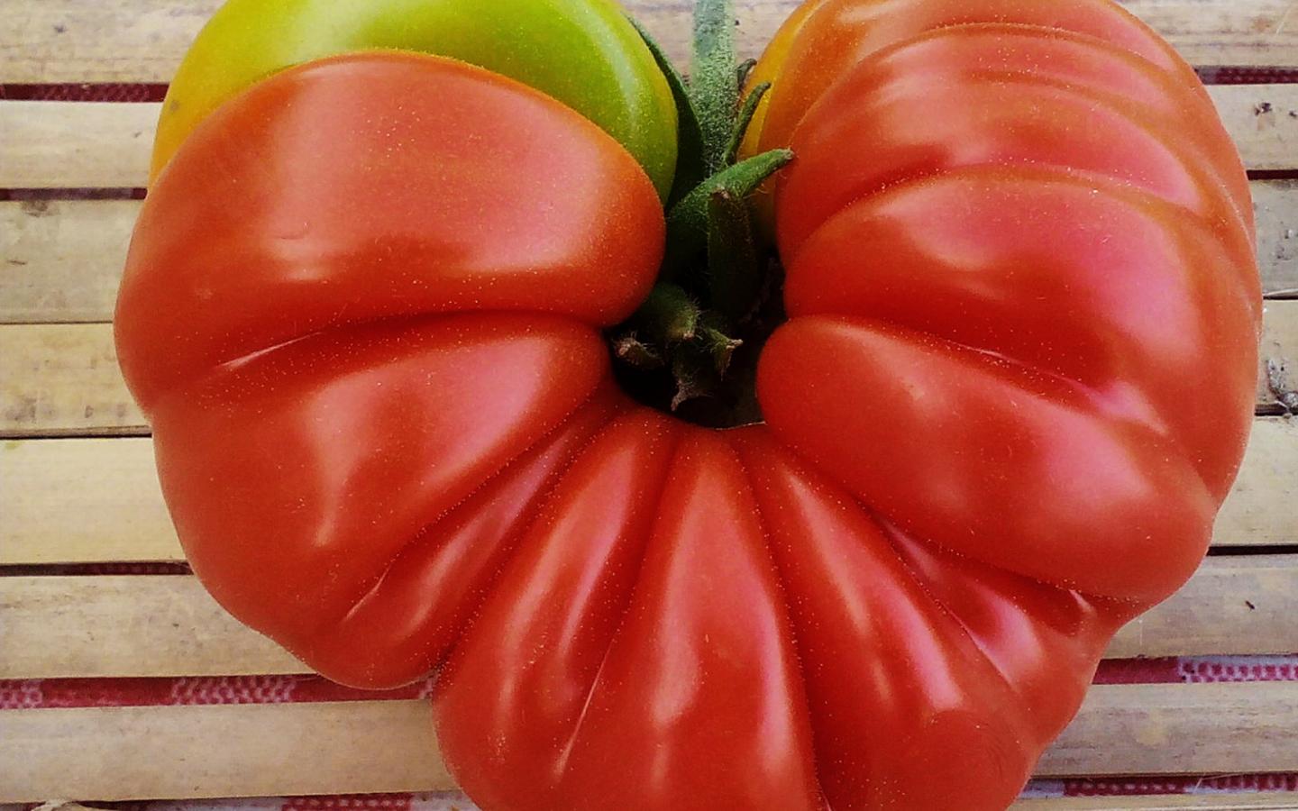 Tomato - L'imaGiraphe on Flickr (Creative Commons - AT-SA)