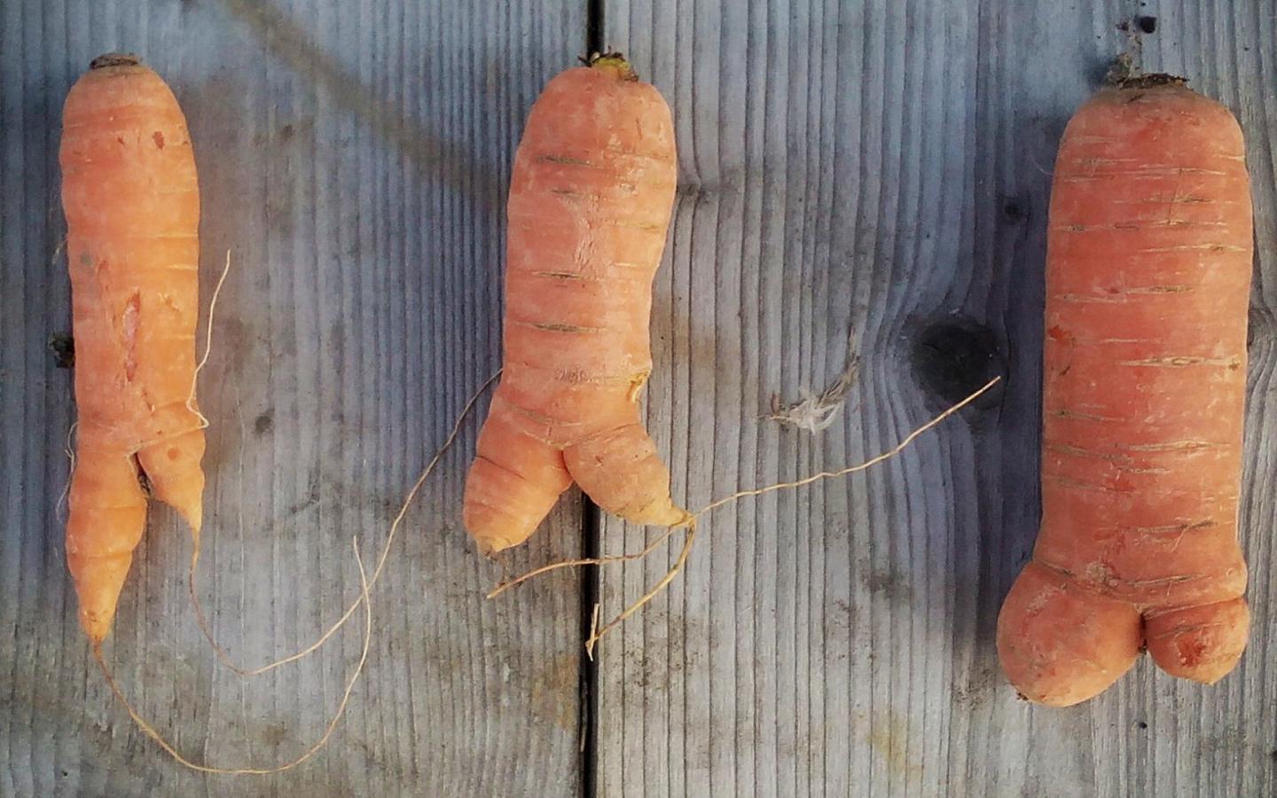 carrot