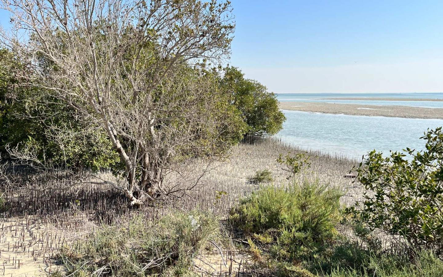 Khor Faridah Inside the Mangrove Forest