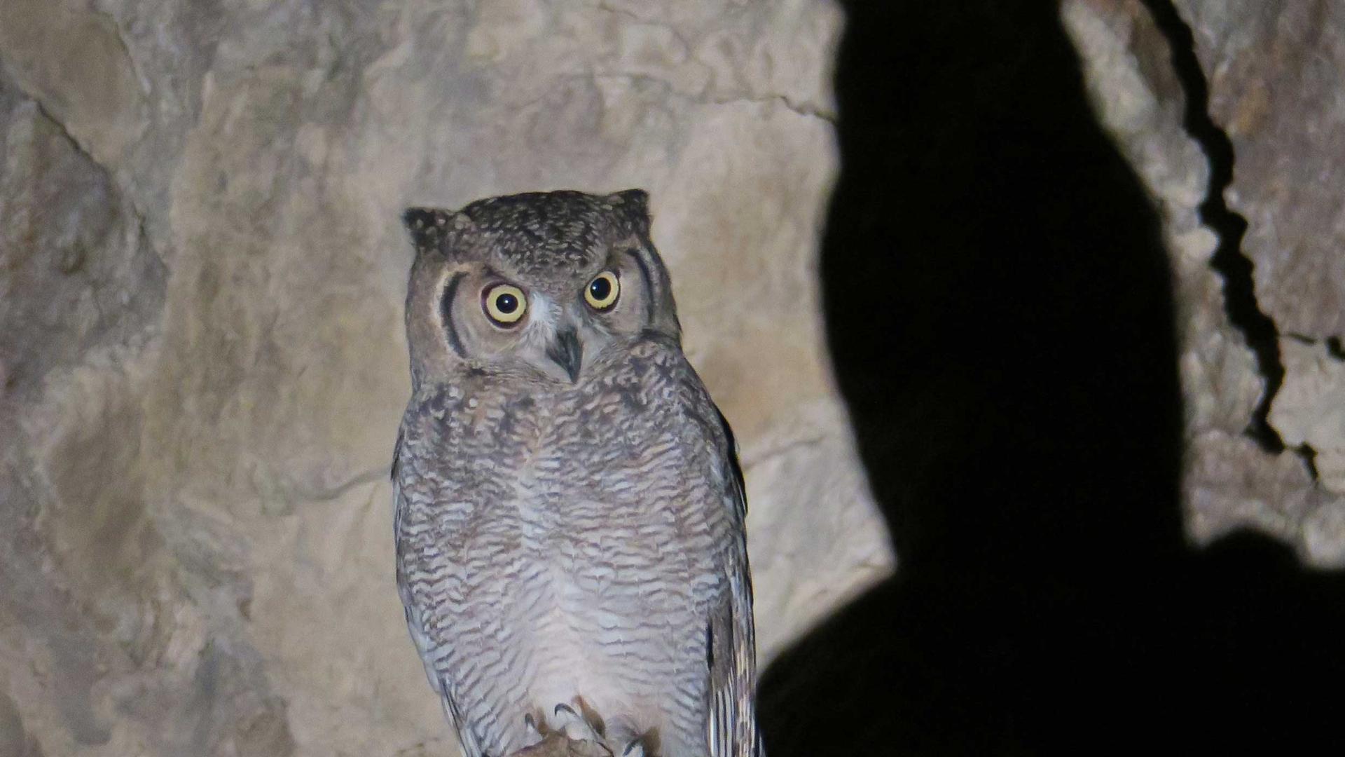 Arabian Eagle-Owl