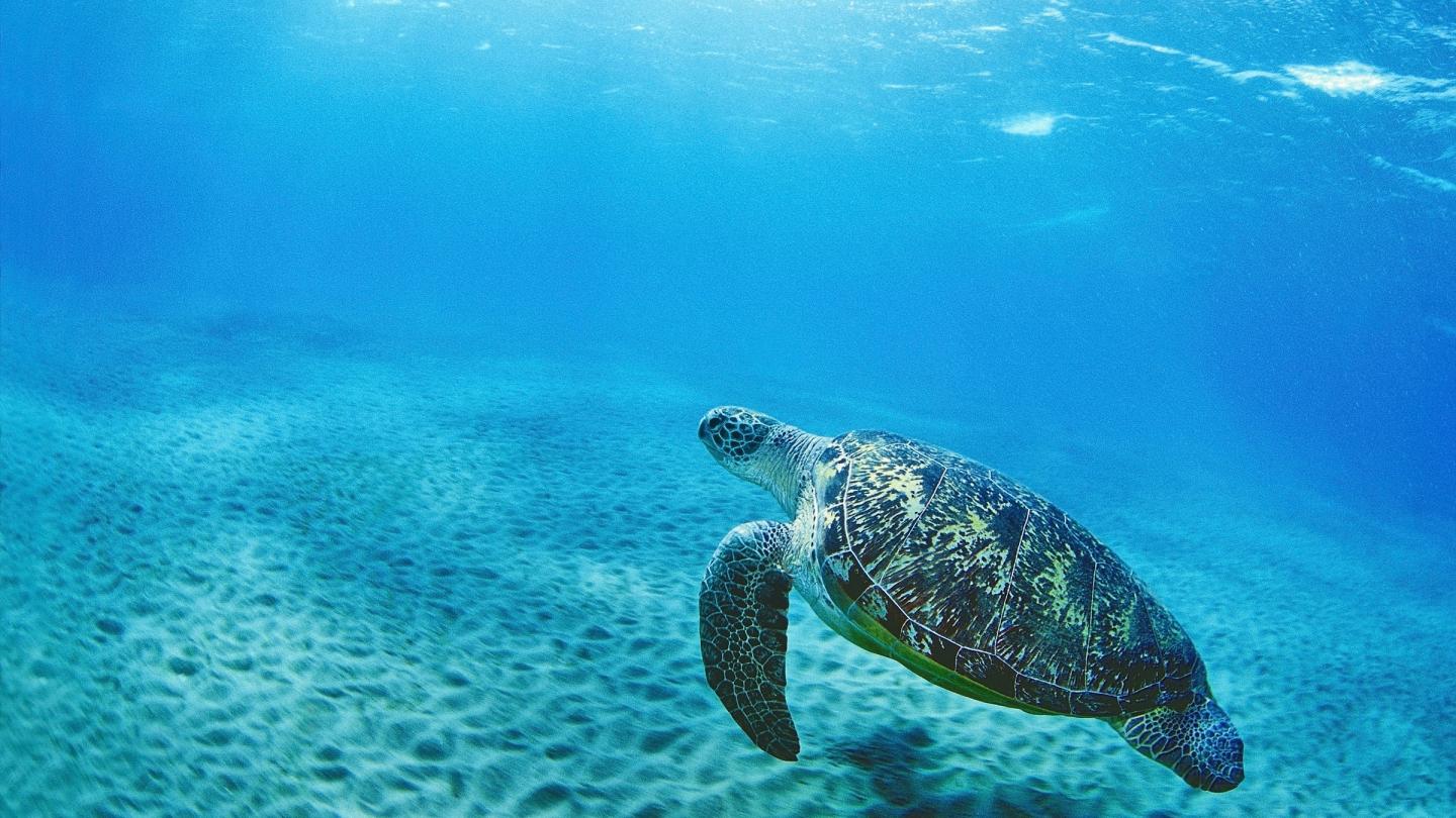 An Ocean of Benefit - turtle swimming