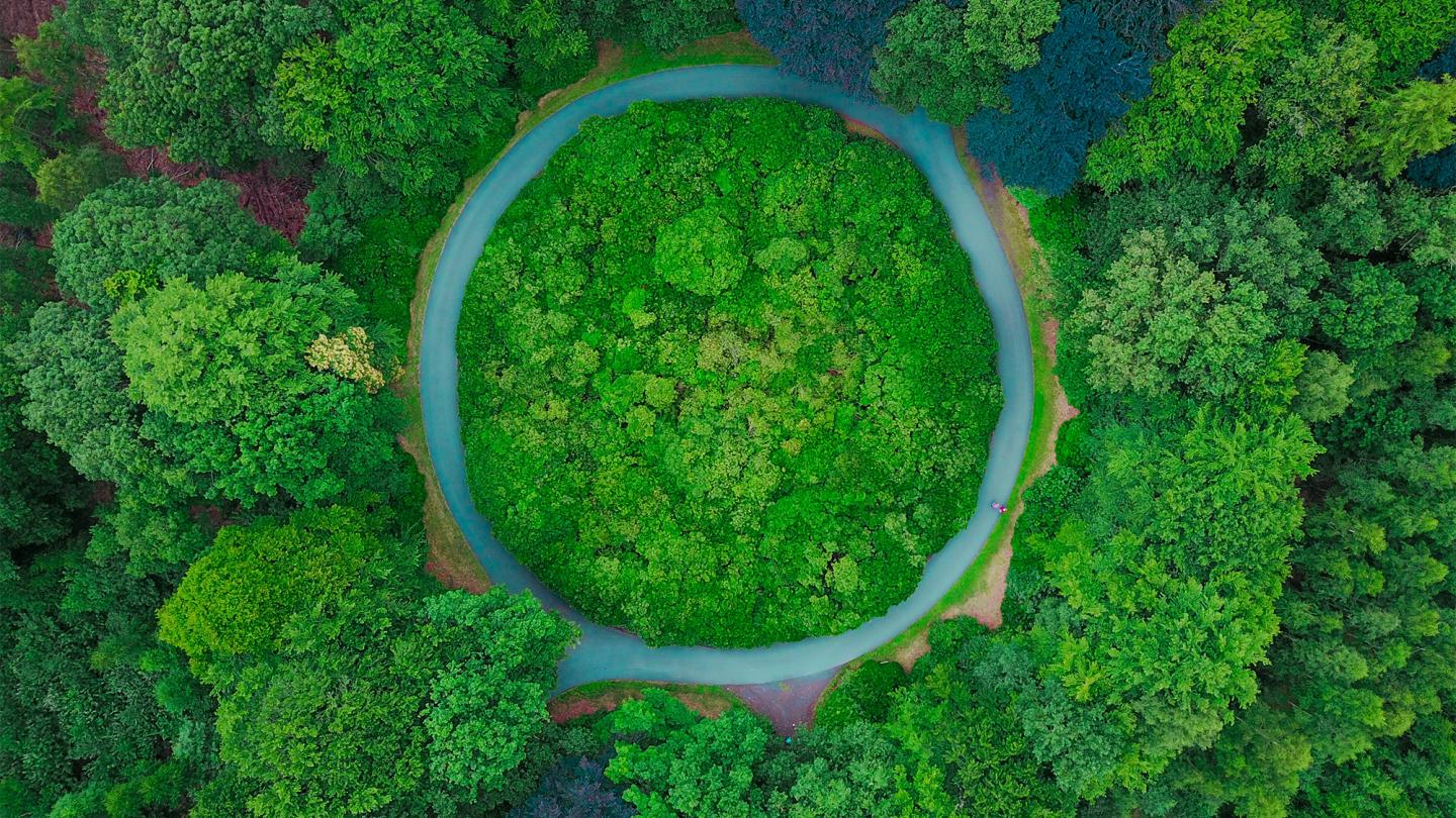 Green Forest Arial View