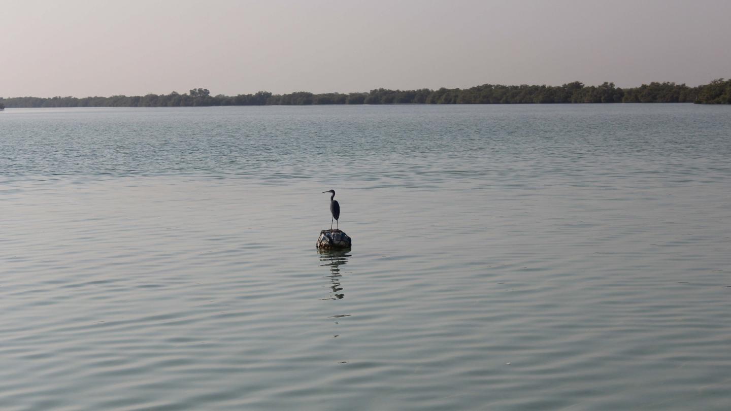 Khor Faridah heron perched on buoy